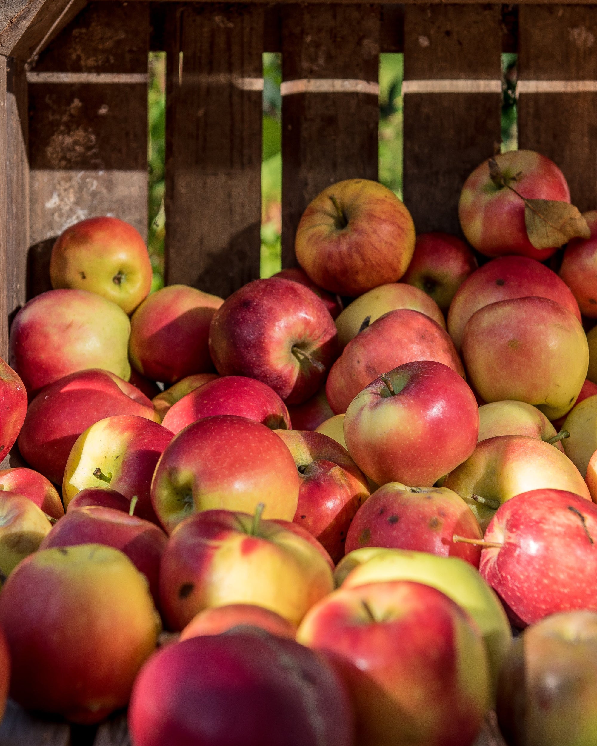 Afbeelding van appels als placeholder